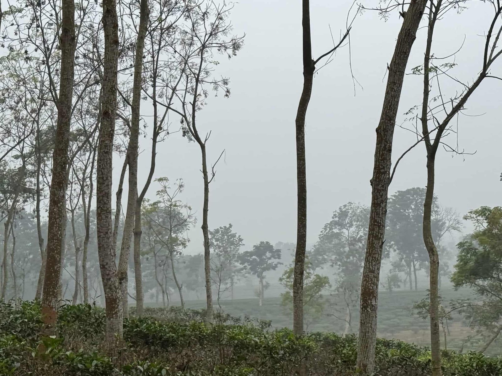 শীতের দাপটে কাঁপছে চায়ের জনপদ শ্রীমঙ্গল